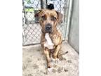 Adopt Mari a Brindle Pit Bull Terrier / Mixed dog in Chicago, IL (41563818)