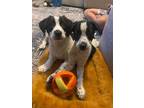 Adopt Cream (Beauty Ridge Girls 4) a Beagle / Terrier (Unknown Type