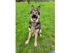Adopt Loki a Black German Shepherd Dog / Mixed dog in Lewis Center