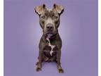 Adopt Gregor a Mixed Breed (Medium) / Mixed dog in Durham, NC (41563862)