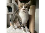 Adopt Toffee a Brown Tabby Domestic Shorthair / Mixed (short coat) cat in