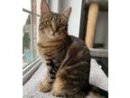 Adopt KitKat (+Toffee) a Brown Tabby Domestic Shorthair / Mixed (short coat) cat