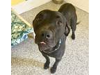 Adopt Elvis a Black Labrador Retriever / Pit Bull Terrier / Mixed dog in