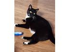 Adopt falllon a All Black Domestic Mediumhair / Mixed (medium coat) cat in