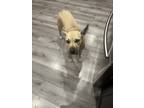 Adopt Lola a Brindle - with White German Shepherd Dog / Mixed dog in El Dorado