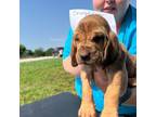 Bloodhound Puppy for sale in Hardinsburg, KY, USA