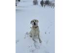 Adopt Nala a White Labrador Retriever / Mixed dog in Riddleton, TN (41563755)