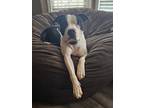 Adopt Dodger TERRIER Barkville a Pit Bull Terrier / Mixed dog in Rockaway