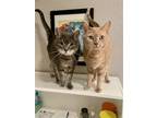 Adopt Nerf and Neo (bonded pair) a Orange or Red Domestic Shorthair / Mixed