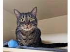 Adopt Oliver a Domestic Shorthair / Mixed (short coat) cat in Lancaster