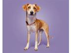 Adopt Abilene a Mixed Breed (Small) / Mixed dog in Durham, NC (41563800)