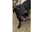 Adopt Rory a Black Labrador Retriever / Mixed Breed (Medium) / Mixed dog in San