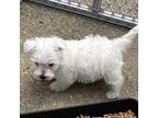 West Highland White Terrier Puppy for sale in Connersville, IN, USA