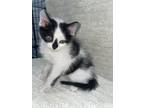 Adopt Merlot a Domestic Shorthair / Mixed (short coat) cat in Boerne
