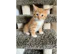 Adopt Oliver a Orange or Red (Mostly) Domestic Shorthair / Mixed (short coat)