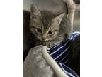 Adopt Marigold a Domestic Shorthair / Mixed (short coat) cat in POMONA
