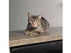 Adopt Maple a Brown Tabby Tabby (short coat) cat in Toronto, ON (41563776)
