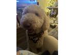 Adopt Benji a White Goldendoodle / Mixed dog in Evans, GA (41563775)