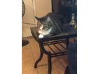 Adopt Tonchi a Gray or Blue (Mostly) American Shorthair / Mixed (short coat) cat