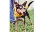 Adopt Bobbie a White - with Tan, Yellow or Fawn Rat Terrier / Mixed dog in
