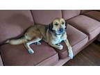 Adopt Bear a Brown/Chocolate - with White Plott Hound / Mountain Cur / Mixed dog