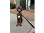 Adopt Winston a Brown/Chocolate - with White Goldendoodle / Mixed dog in