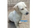 Adopt Morgan a Tan/Yellow/Fawn Dachshund / Mixed Breed (Small) / Mixed dog in