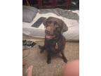 Adopt Tosha a Brown/Chocolate Labrador Retriever / Labrador Retriever / Mixed