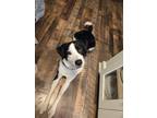 Adopt Teo a Black - with White Border Collie / Labrador Retriever / Mixed dog in