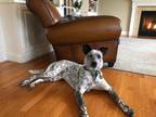Adopt Ferris a White - with Black Australian Cattle Dog / Border Collie / Mixed