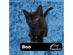 Adopt Boo a All Black Domestic Shorthair (short coat) cat in Dallas