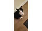 Adopt Jack a Black & White or Tuxedo American Shorthair / Mixed (short coat) cat