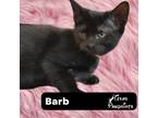 Adopt Barb a All Black Domestic Shorthair (short coat) cat in Dallas