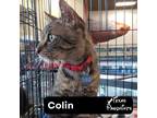 Adopt Colin a Tiger Striped Tabby (short coat) cat in Dallas, TX (41563681)