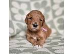 Goldendoodle Puppy for sale in West Chester, OH, USA