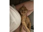 Adopt Ares a Orange or Red Tabby Domestic Shorthair / Mixed (short coat) cat in