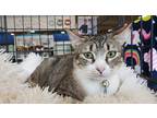 Adopt Ruth Ann a Gray, Blue or Silver Tabby Tabby (short coat) cat in Dallas