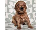 Goldendoodle Puppy for sale in West Chester, OH, USA