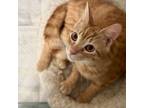Adopt Georgie Glen a Orange or Red Domestic Shorthair (short coat) cat in Jersey