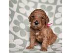 Goldendoodle Puppy for sale in West Chester, OH, USA