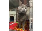 Adopt Roscoe a Domestic Shorthair / Mixed cat in Port McNicoll, ON (41563674)