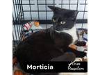 Adopt Morticia a Black & White or Tuxedo Domestic Shorthair (short coat) cat in