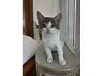 Adopt Petey a Gray or Blue (Mostly) Domestic Shorthair (short coat) cat in San