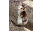 Adopt Carina a Calico or Dilute Calico Calico / Mixed (short coat) cat in