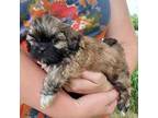 Shih Tzu Puppy for sale in White Post, VA, USA