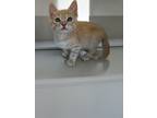 Adopt Sheddy Kruger a Orange or Red (Mostly) Domestic Shorthair (short coat) cat