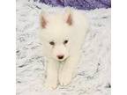 Siberian Husky Puppy for sale in Sandy Hook, KY, USA