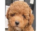 Poodle (Toy) Puppy for sale in Quarryville, PA, USA