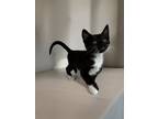 Adopt Adler a Black & White or Tuxedo Domestic Shorthair (short coat) cat in San