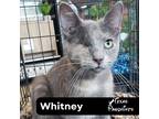 Adopt Whitney a Tortoiseshell Calico (short coat) cat in Dallas, TX (41563670)